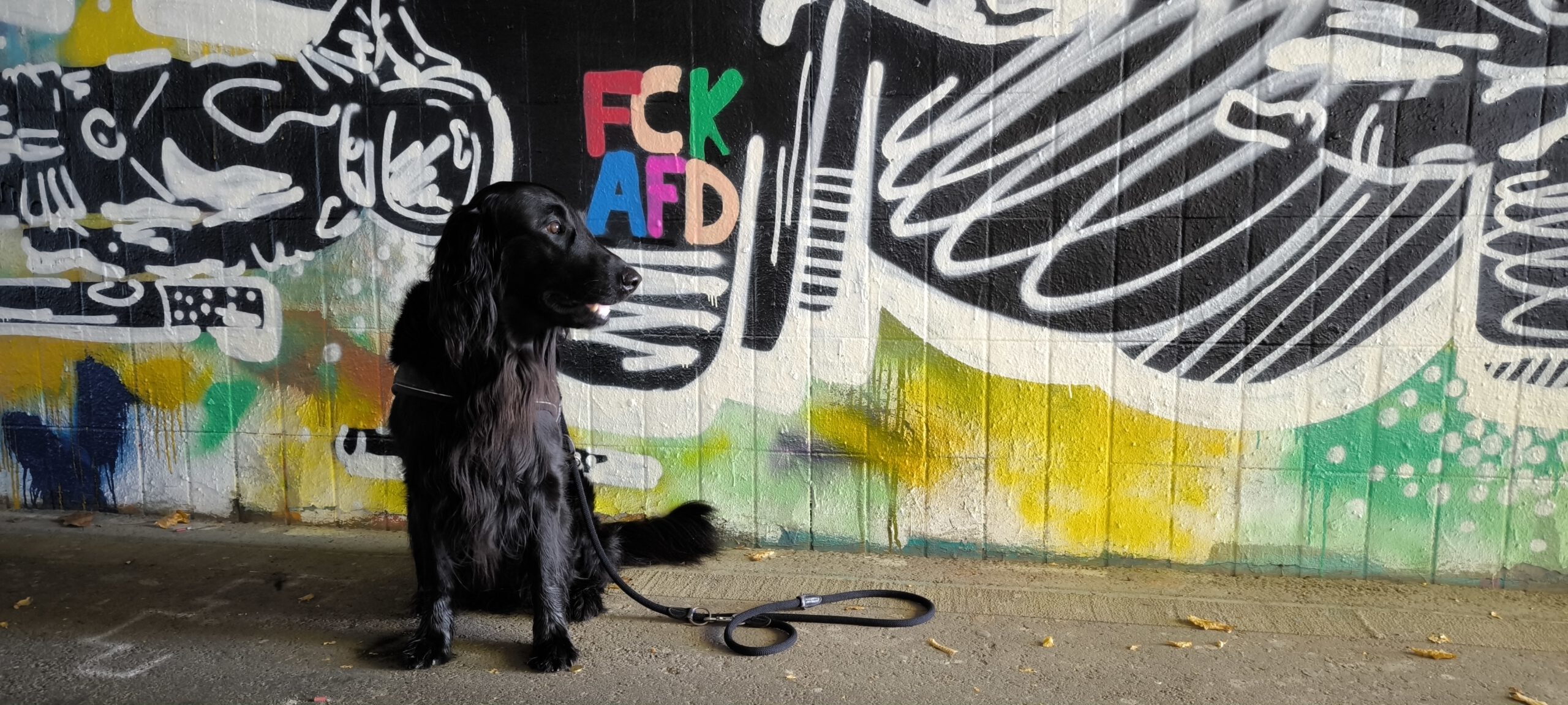 Gut gebellt , Hund !